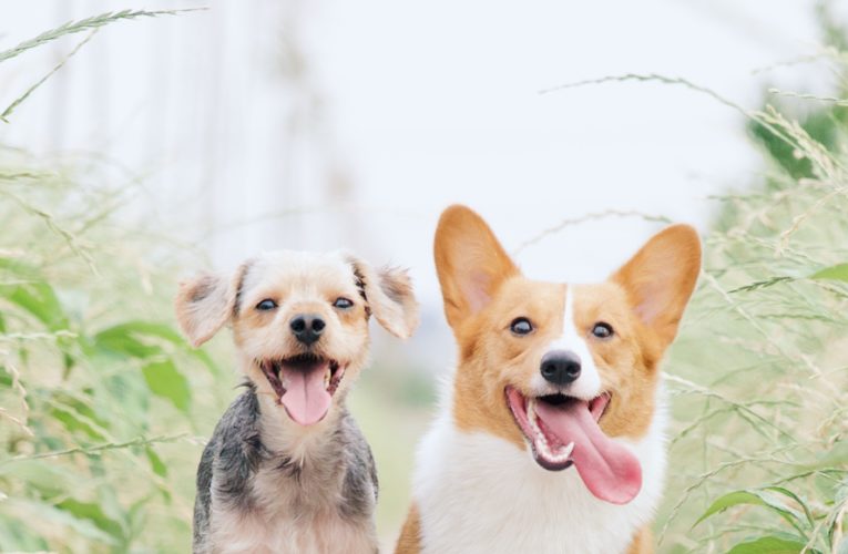Preventing Home Dog Fights in Cologne