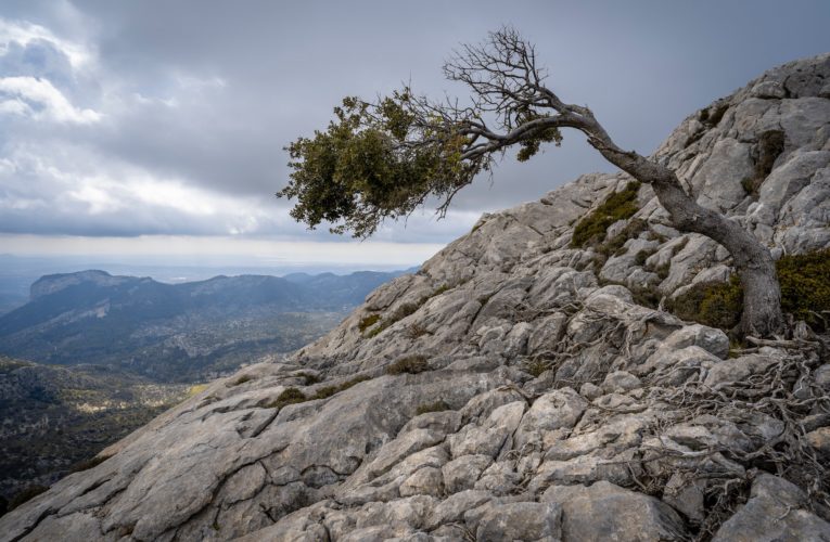 Cologne: The Importance of Resilience in Overcoming Trauma